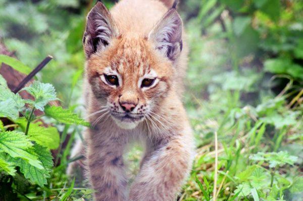 The wild Eurasian lynx, Lilleth, when she was a kitten. (Borth Wild Animal Kingdom)