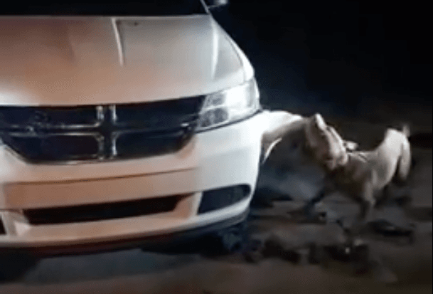 Video of Dog Destroying Car Sparks Internet Outrage