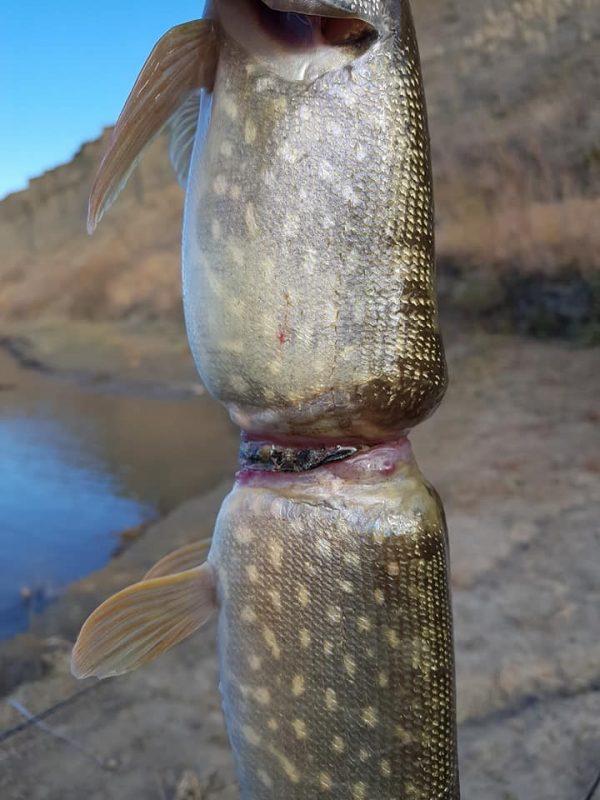 Images that showed the pike growing around a plastic wrapper shocked social media users. (Adam Turnbull/Facebook)