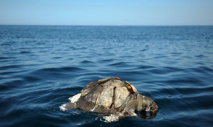 Hundreds of Turtles Dying Off El Salvador Coast