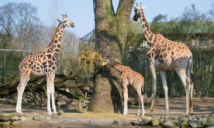 April the Giraffe Might Be Expecting Again