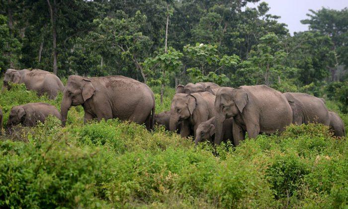 Elephant Pulls 7-Year-Old From Bed, Drags Her Outside, Tramples Her to Death