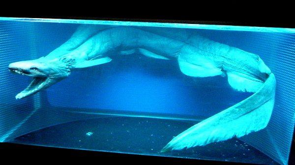 A frilled shark on display at Shimonoseki Marine Science Museum (Kaikyoukan/ http://opencage.info)