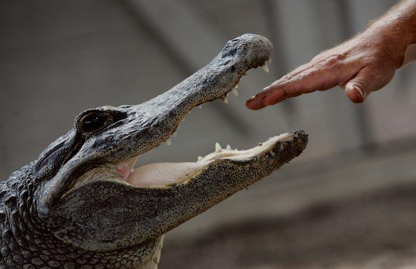 A homeless woman was reportedly attacked by an alligator at a Florida lake, said officials on Aug. 22. (Joe Raedle/Getty Images)