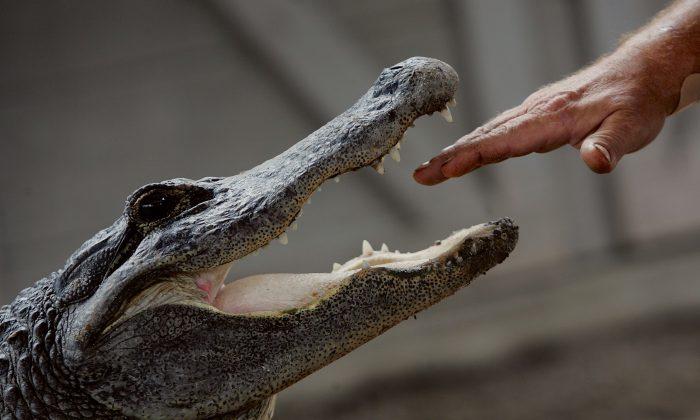 Caught on Video: ’Monster' Alligator Battles Officers in Florida Garage