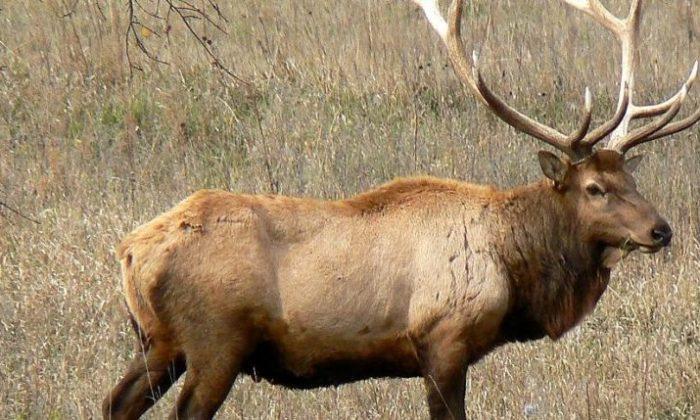Missouri Girl Gets Online ‘Hatred’ After Shooting Elk, Says Dad