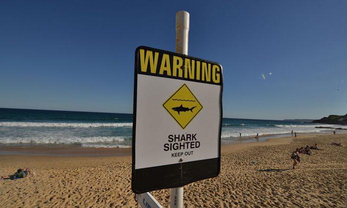 Surfer ‘Punches Shark in the Nose’ During Attack