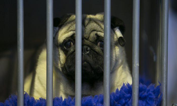Hundreds of Puppies Illegally Smuggled Into the UK for Christmas