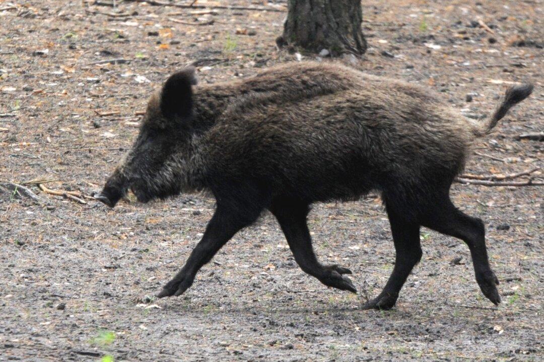 Cars Hit Pack of Wild Boars in Greece; 2 Killed, 4 Injured