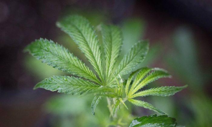 Pennsylvania Lawmakers Mull Legalizing Recreational Marijuana