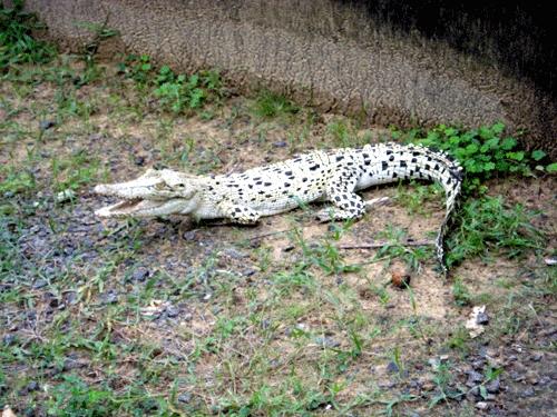 Rare Mature White Crocodile Spotted in Northern Australia