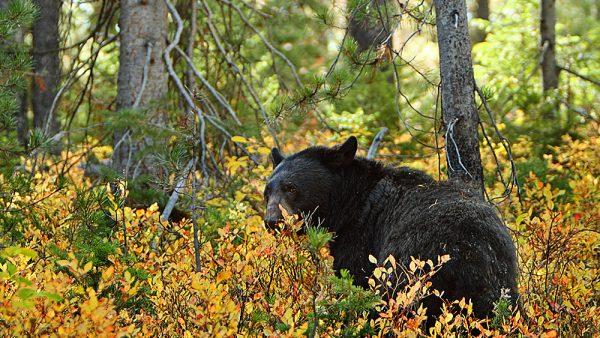 Female black bears can reach 300 pounds while a male can weigh up to 500 pounds. (commons.wikimedia.org)