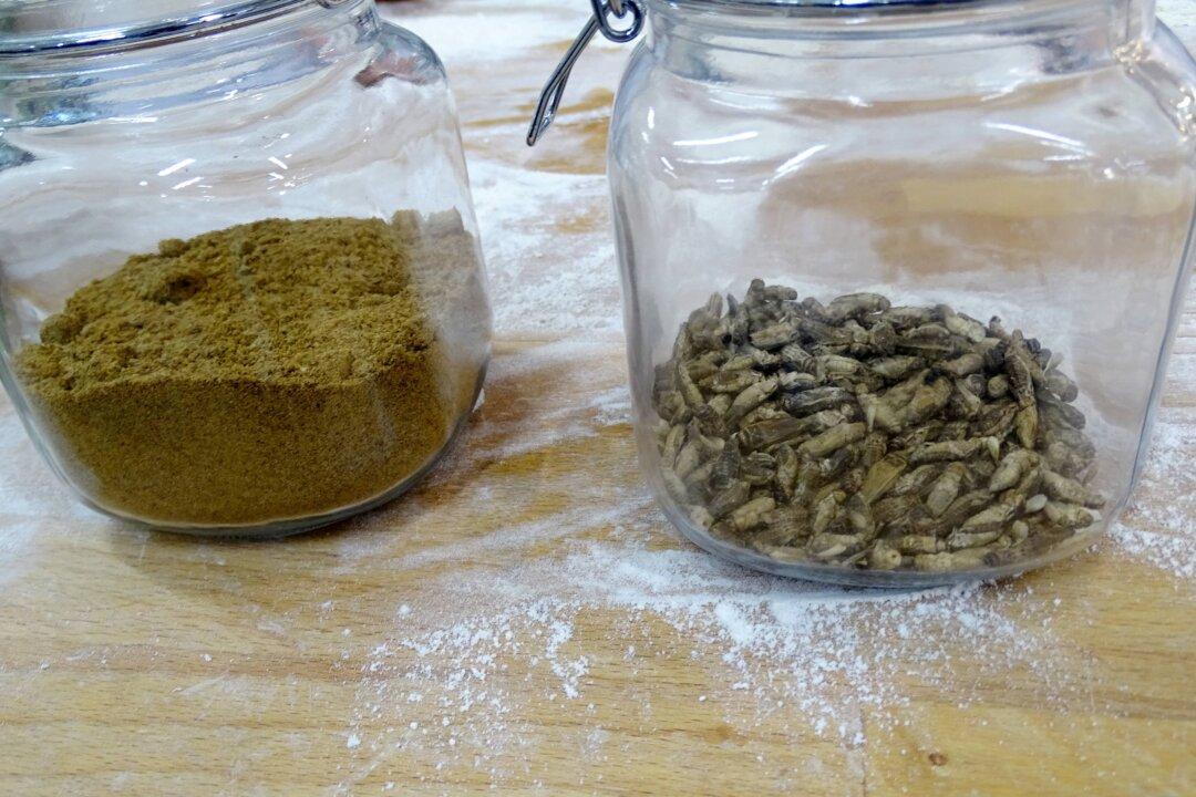 Alternative Protein Snacks Made From Insects Finding Their Way Onto Store Shelves