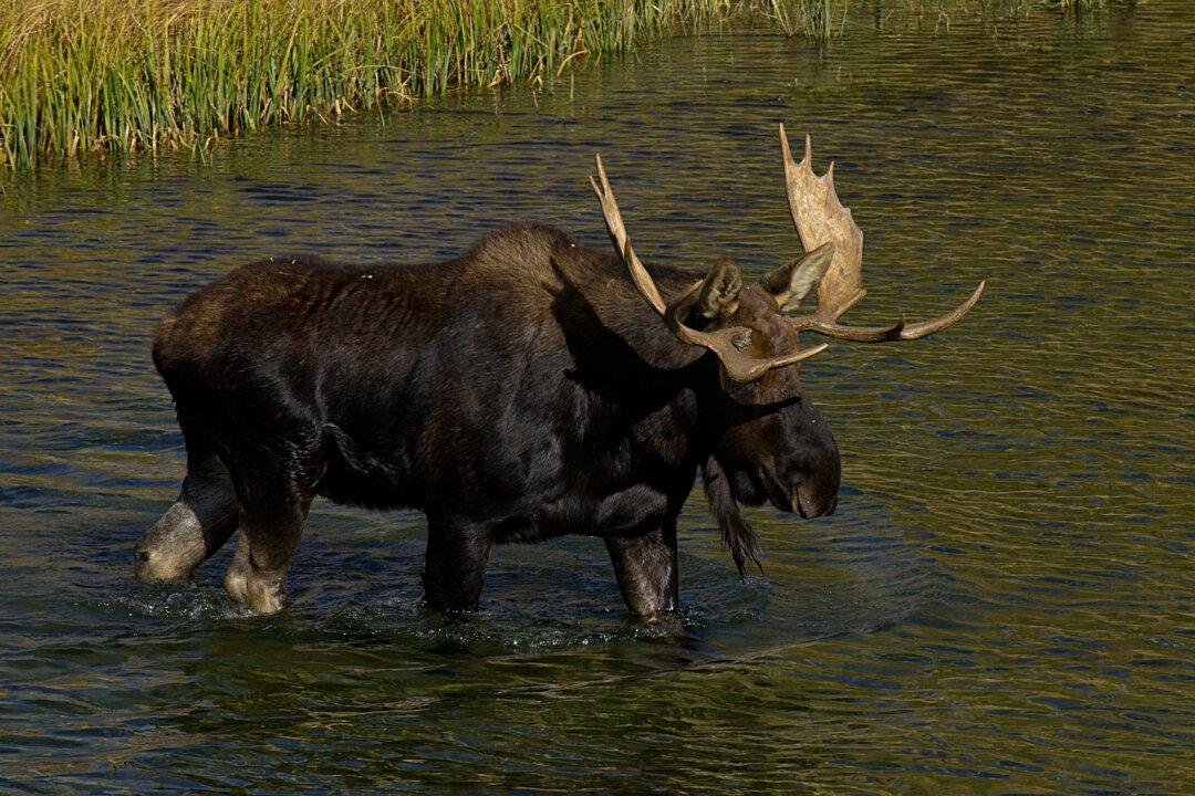 Washington Hunter Sets World Record for Shiras Moose