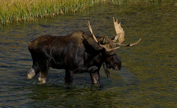 A moose saunters across the Snake River on Oct. 4, 2012, in the Grand Teton National Park in Wyoming. (KAREN BLEIER/AFP/GettyImages)