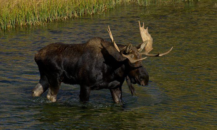 Moose on the Loose in Toronto Causes a Stir