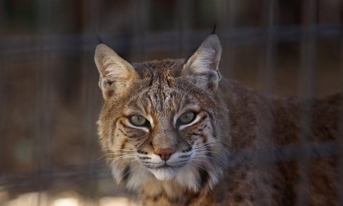 Bobcat Stuck in Grill Miraculously Survives 50-mile Trip