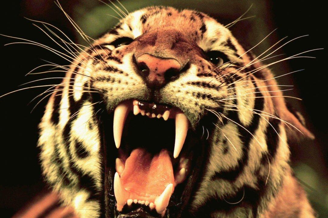 China’s Family-Run Circuses, Tiger Farmers Jobless Due to New Regulations