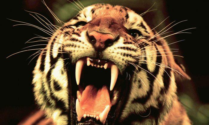 Escaped Circus Tiger Shot Dead Near Eiffel Tower