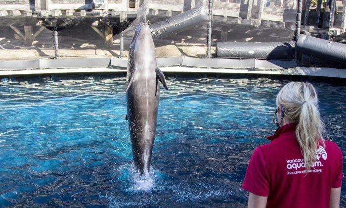 Chester the ‘Miraculously Rescued’ False Killer Whale Dies in Captivity