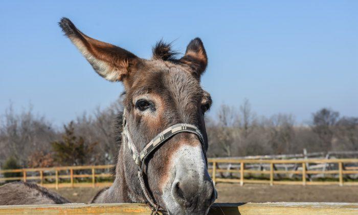 Donkeys Put in Jail for Eating Expensive Plants