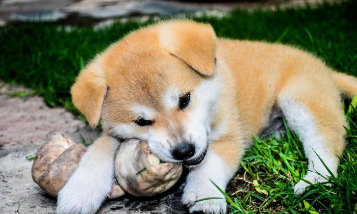US Food and Drug Administration Warns Dog Owners About Dangers of Bone Treats