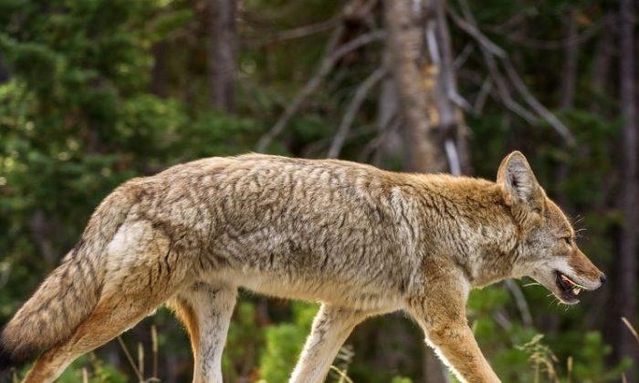 Coyote Attacks 3-Year-Old Girl on Porch, as Sightings Increase in Washington