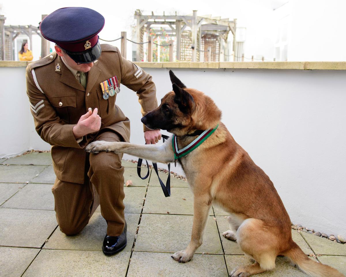 Two Retired Army Dogs Saved From Lethal Injections