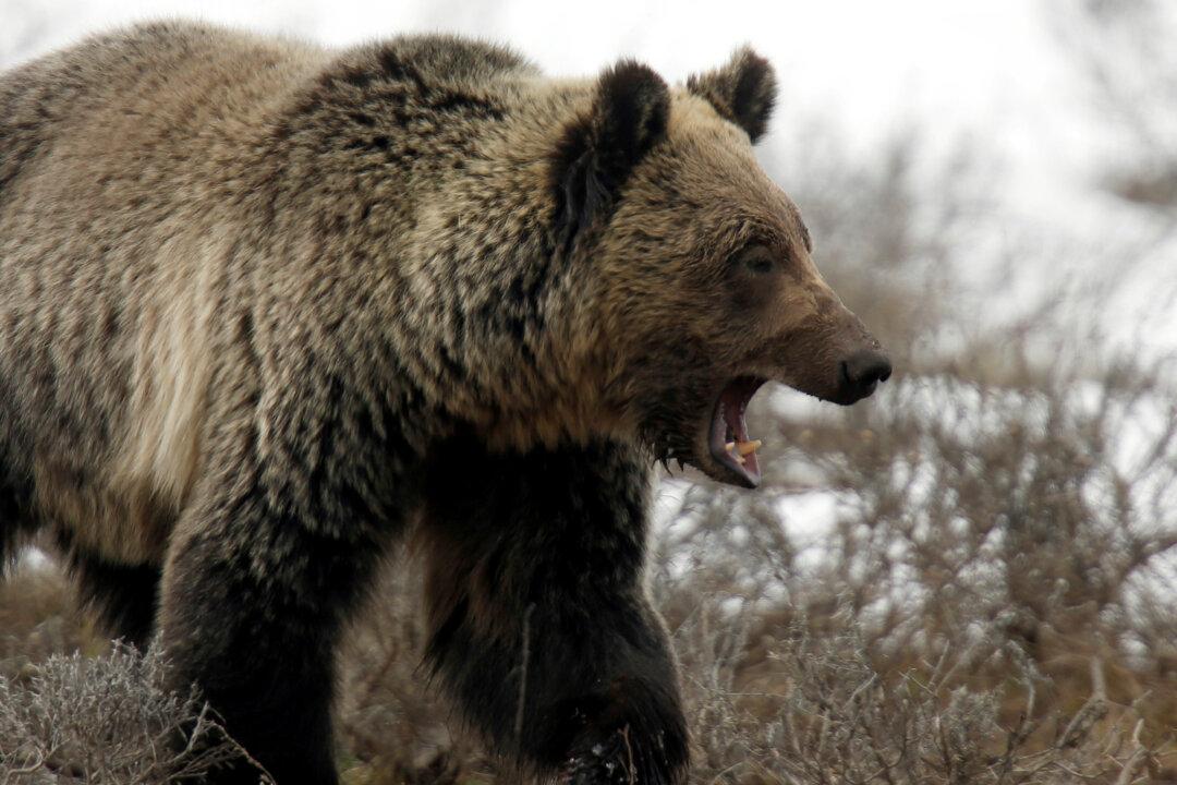 Grizzly Bear Attacks, Kills Mother and Baby Daughter; Experts Say It’s Rare