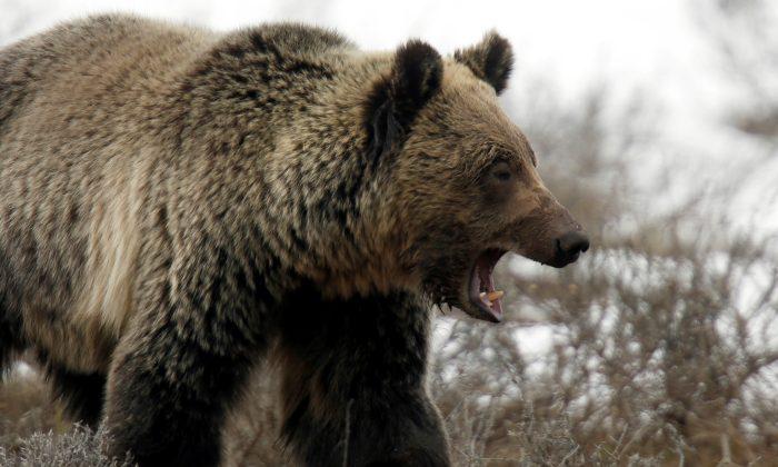 U.S. Reviews Rule Removing Protections for Yellowstone Grizzlies