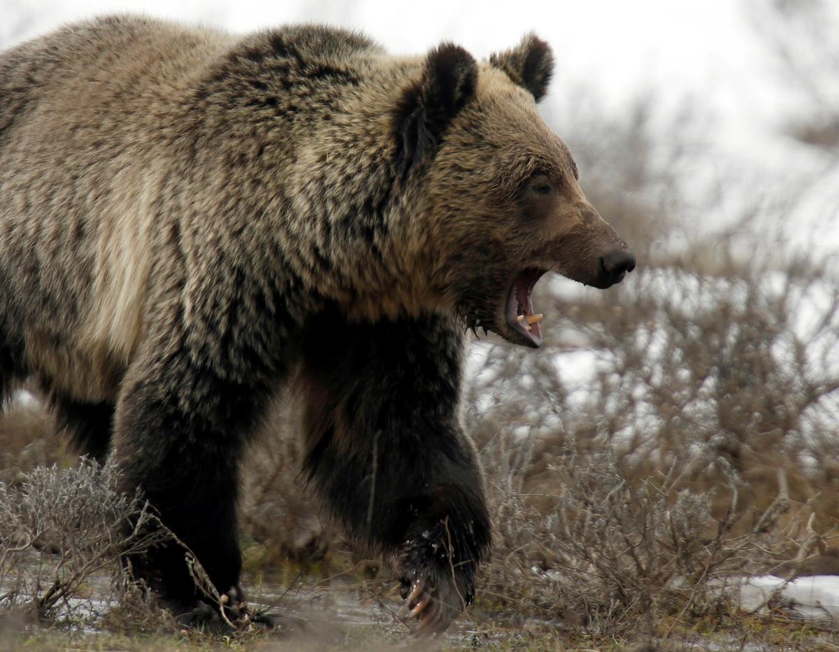 Grizzly Bear Attacks, Kills Mother and Baby Daughter; Experts Say It’s Rare