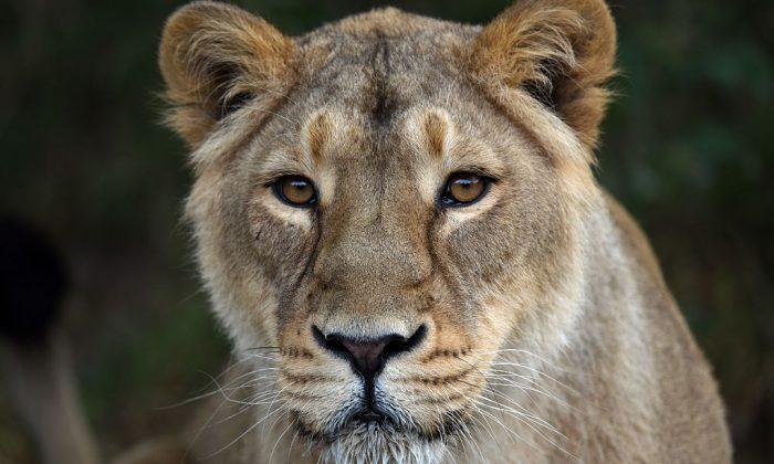 Zoo Kills Healthy Lion Cubs Because They Became ‘Surplus’ Animals