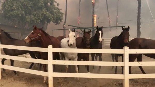 Horses wait to be evacuated at a ranch in San Luis Rey Downs Center, as a wildfire spreads in Bonsall, California in this still image taken from a December 7, 2017 video obtained from social media. (Tom Marshall/via Reuters)