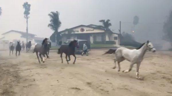 Horses run after being freed at a ranch in San Luis Rey Downs Center, as a wildfire spreads in Bonsall, California in this still image taken from a December 7, 2017 video obtained from social media. (Tom Marshall/via Reuters)