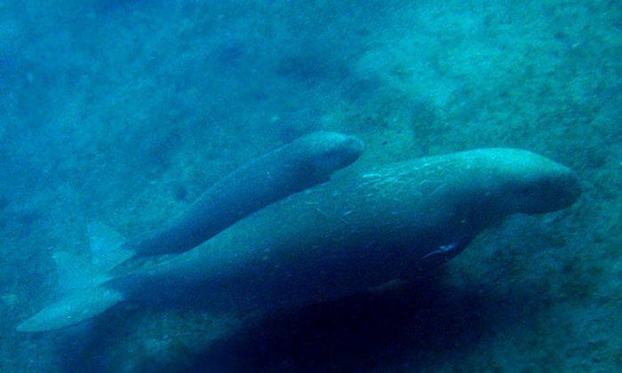 Underweight West Indian Manatee Calf Thriving in French Zoo