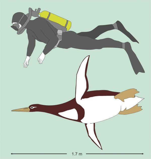 Kumimanu biceae, an ancient penguin, which lived 55 to 60 million years ago, weighing 225 pounds and measuring nearly 6 feet is pictured in comparison to a human diver in this handout artist's reconstruction. (G. Mayr/Senckenberg Research Institute/Handout via REUTERS)