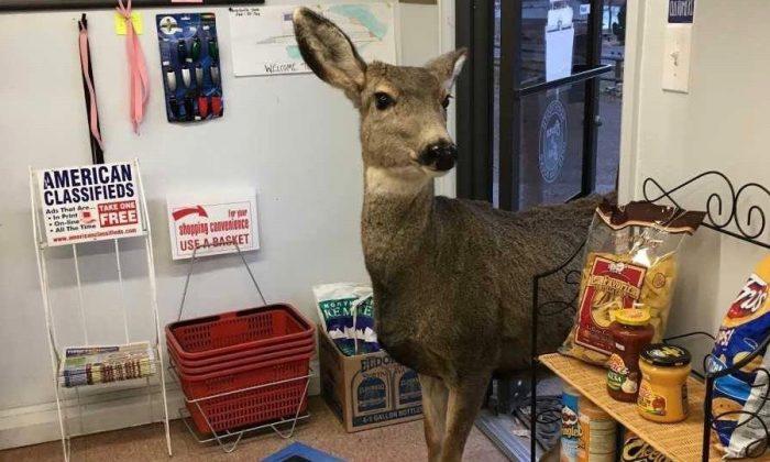 Mother Deer Wanders Aisles of Colorado Gift Shop