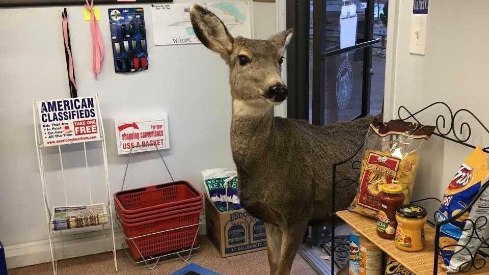 Mother Deer Wanders Aisles of Colorado Gift Shop