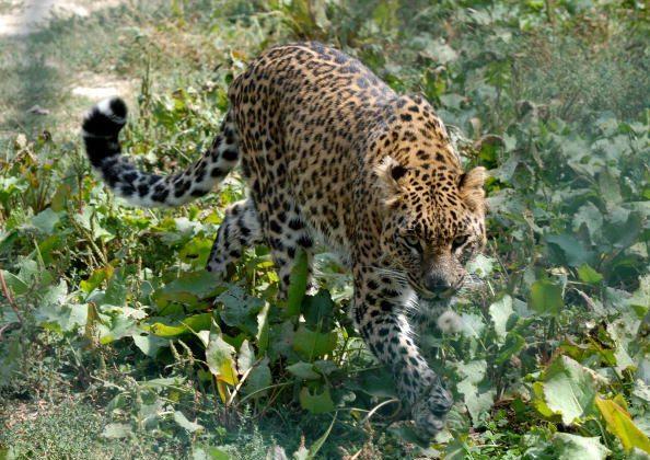 Caught on Camera: 60-Year-Old Man Fights Off a Wild Leopard