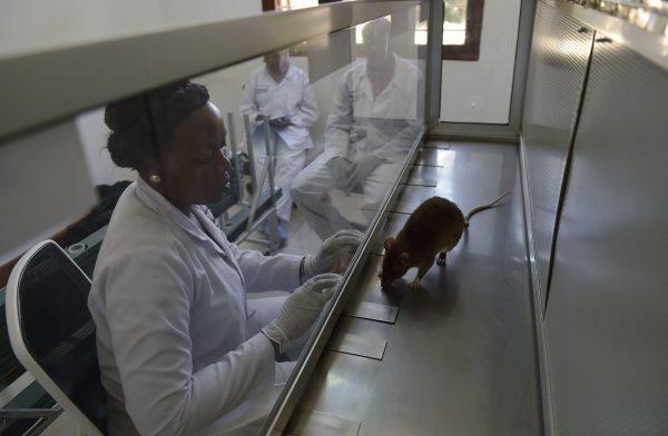 A lab technician looks at an African giant pouched rat sniffing samples at APOPO's training facility in Morogoro on June 16, 2016. APOPO trains rats to detect tuberculosis. The rats are as effective as conventional lab screening of samples but can screen 100 samples in 20 minutes, a workload which would take a lab technician four days to complete. (CARL DE SOUZA/AFP/Getty Images)