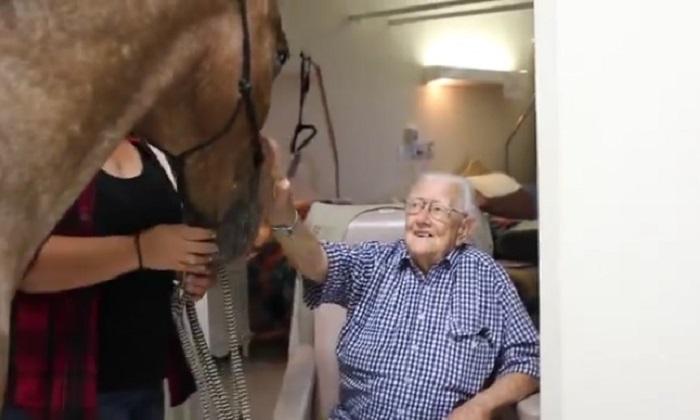 Horse Pops Into Australian Retirement Village to Make a Visit