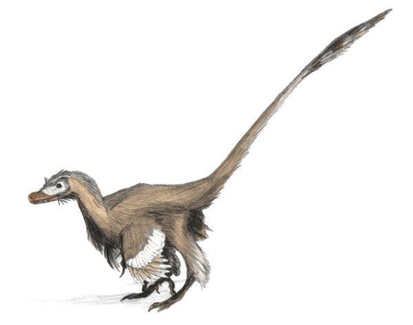 Digital and graphite drawing of Velociraptor mongoliensis. ("Velociraptor dinoguy2" by Matt Martyniuk/Wikipedia [CC BY-SA 3.0])