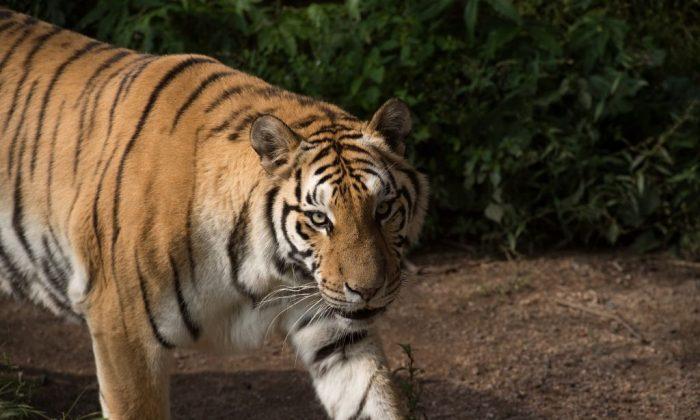 Daughter Sues Zoo After Mother Was Mauled to Death by a Tiger