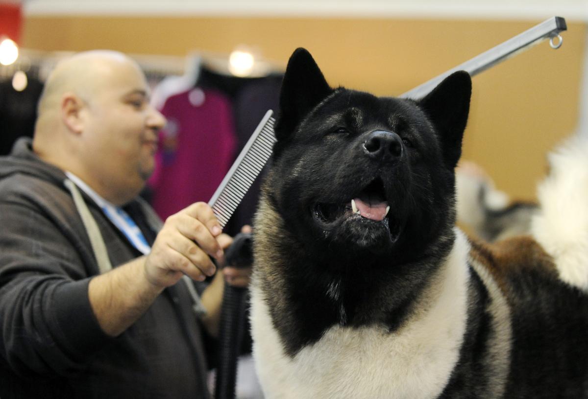 A dog hair specialist prepares an American Akita breed dog's hair at the Budapest Fair Center on Feb. 17, 2012. (ATTILA KISBENEDEK/AFP/Getty Images)