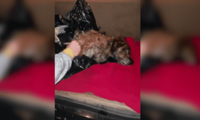 Dog Dumped in Trash Bag on the Side of the Road, Rescued by NYPD