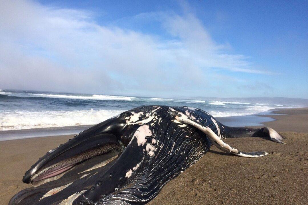30-foot Humpback Whale Washes Up on California Beach
