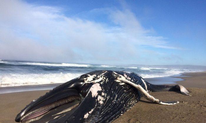 30-foot Humpback Whale Washes Up on California Beach
