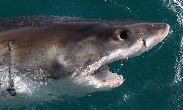 A file image of a great white shark swimming past a maritime vessel. (Ryan Pierse/Getty Images)