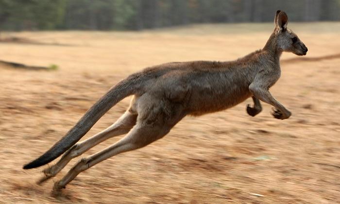 Mysterious Illness Blamed for the Deaths of Millions of Kangaroos