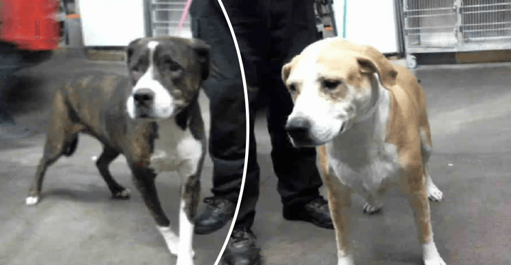 The dogs that reportedly attacked Donna Faulkner. (Photo via Maricopa County Animal Care and Control)
